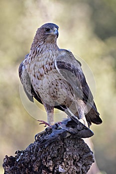 Partridge eagle